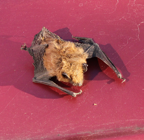 Big Brown Bat photographed in New York