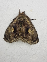 Lepidodes