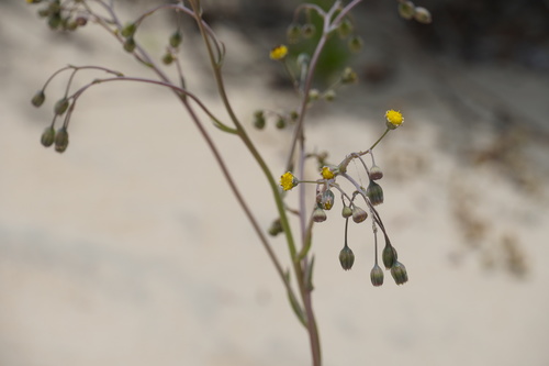 Crassothonna discoidea, photograph 3