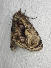 Lepidodes