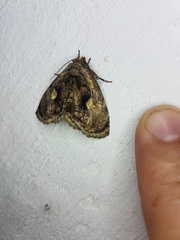 Lepidodes