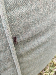 Hypodrassodes maoricus