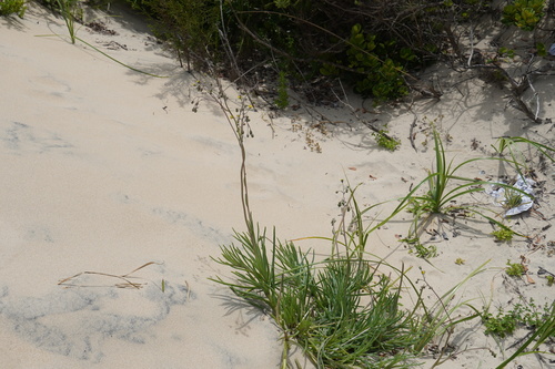 Crassothonna discoidea, photograph 4