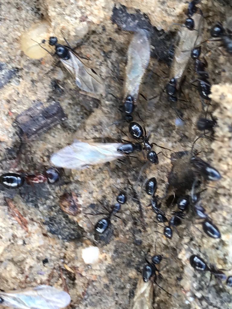 Camponotus nitens