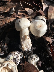 Agaricus xanthodermus