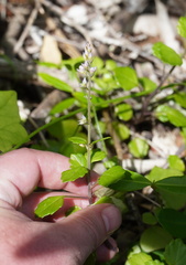 Plectranthus lucidus