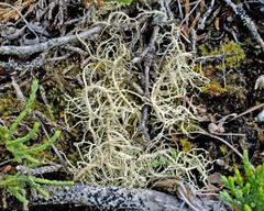 Usnea perplexans