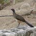 West Mexican Chachalaca - Photo (c) Cloned Milkmen, some rights reserved (CC BY-SA)