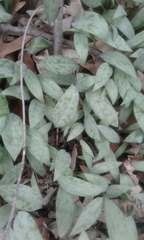 Erythronium americanum