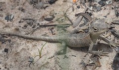 Diporiphora