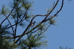 Aphelocoma wollweberi