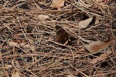 Junonia grisea