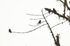 Psalidoprocne nitens