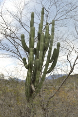 Stenocereus montanus