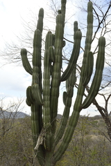 Stenocereus montanus