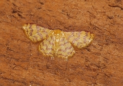 Idaea similinea