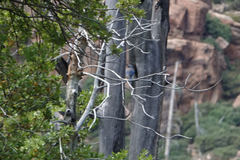 Aphelocoma wollweberi