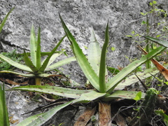 Agave univittata