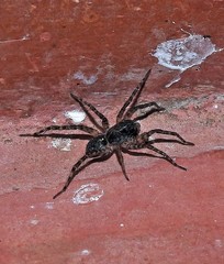 Paratrochosina amica