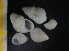 Crisilla semistriata