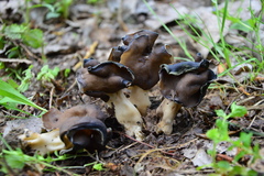 Helvella monachella
