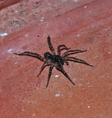 Paratrochosina amica