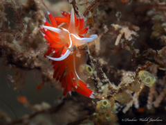 Coryphella verta
