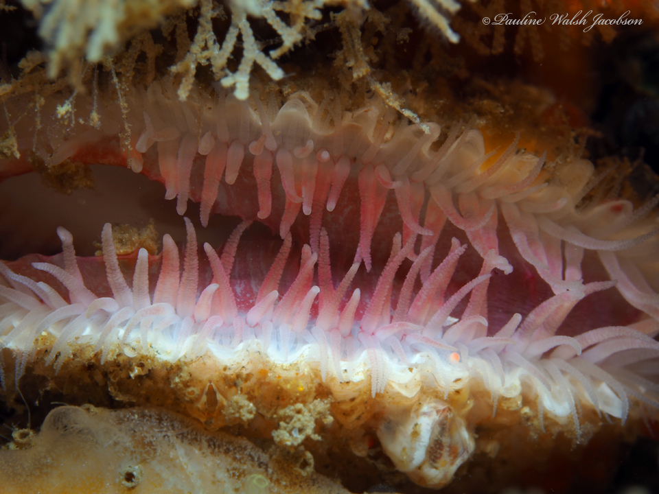 Spiny File Clam