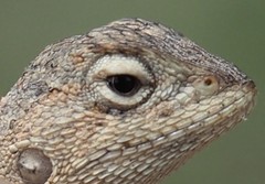 Diporiphora