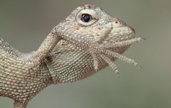 Diporiphora