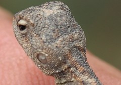 Diporiphora