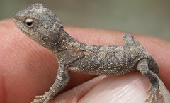 Diporiphora