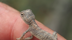 Diporiphora
