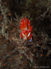 Coryphella verta