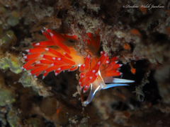 Coryphella verta