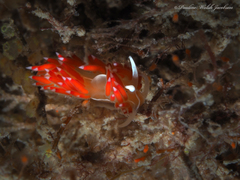 Coryphella verta
