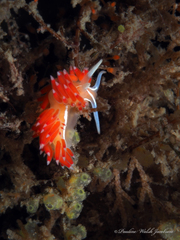 Coryphella verta