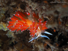 Coryphella verta