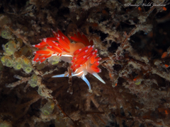 Coryphella verta