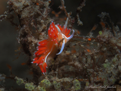 Coryphella verta