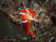 Coryphella verta