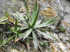 Agave obscura
