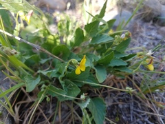 Viola purpurea quercetorum