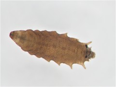 Dimecoenia