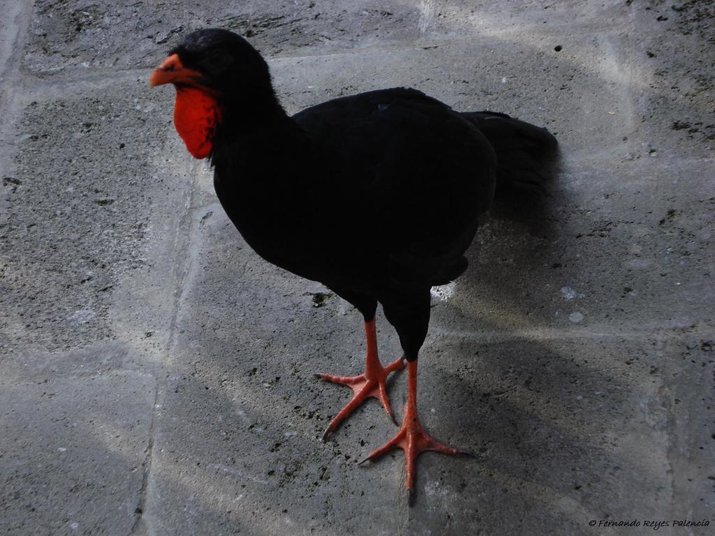Penelopina