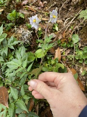 Solanum longiconicum image