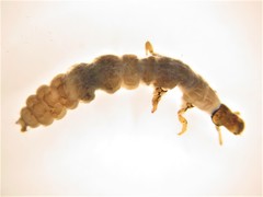 Cailloma