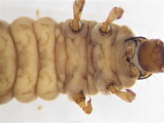 Cailloma