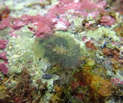 Acotylea