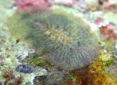 Acotylea